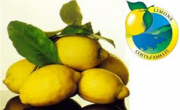 Limoni di Amalfi IGP